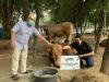 Hewan Kurban Sapi Limosin Bobot 800 Kilogram dari MNC Peduli Diserahkan ke Masjid IstiqlalÂ  (Dok.MNC Media)