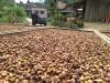 Indonesia Showcases Sustainable Products in World's Largest Agricultural Expo. (Foto: MNC Media)