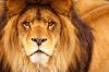 Ilustrasi singa (Foto: Freepik)