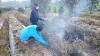 Heran Harga Cabai Anjlok, Petani di Majalengka Bakar Tanamannya (FOTO: MNC Media)