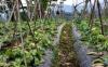 Harga Sayuran Merosot, Petani Rela Hasil Panennya Dijadikan Pakan Sapi(Dok.MNC Media)