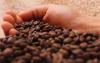 Program Desa Devisa LPEI Antarkan 19,2 Ton Kopi Robusta ke Mesir. Foto: MNC Media.