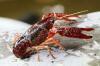 Marak Penyelundupan Benih Lobster, KKP Beberkan Alasannya (FOTO:MNC Media)