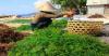 Jokowi Takjub Rumput Laut di Jerman Bisa Disulap Jadi Biofuel. (Foto: MNC Media)