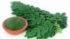 Produksi Capai 200 Ton per Hari, Teh Daun Kelor NTB Siap Ekspor ke Madrid (Dok.okezone/shutterstock)