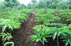 Pemerintah menjadikan Kabupaten Sumedang sebagai pilot project pengembangan Integrated Farming dalam upaya memperkuat ketahanan pangan.  (Foto: MNC Media)