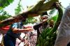 Wapres Panen Pisang Cavendish di Ponorogo: Tinggal di Desa Rezeki Kota (FOTO: MNC Media)