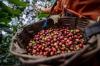 BRI turut membantu mengembangkan ekosistem kopi di Indonesia. Salah satunya dengan cara penyluran Kredit Usaha Rakyat (KUR). (MNC Media)