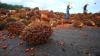 Sempat Diejek Masyarakat, Kini Suyitno Sukses Miliki Puluhan Hektar Kebun Sawit (FOTO:MNC Media)