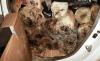 6 Kayu Termahal di Dunia, Tembus Ratusan Juta per Kilogram. (Foto: MNC Media)