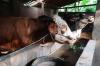 Cegah Wabah PMK Meluas, Perbatasan Jatim-Bali Via Banyuwangi Ditutup (FOTO:MNC Media)