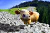 Apa Itu Saham Cash Cow? Begini Pengertian dan Kebelihannya. (Foto: Apa Itu Saham Cash Cow)
