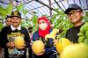 Potensi Ekonomi Tinggi, Golden Melon dan Porang Jadi Komoditas Unggulan Madiun (Dok.MNC)