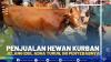 PENJUALAN HEWAN KURBAN JELANG IDUL ADHA TURUN, INI PENYEBABNYA.(SUMBER : IDX CHANNEL)
