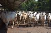 Belum Terlambat untuk Berkurban, Cek Harga Sapi dan Kambing Terkini (Foto: MNC Media)