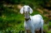 3 Jenis Kambing Termahal di Indonesia: Dibeli Saat Kurban, Tertinggi Rp30 Jutaan. (Foto: MNC Media)