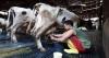 5 Sapi Termahal di Indonesia, Ada yang Sampai Ratusan Juta Loh. (Foto : MNC Media)