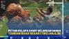 Petani Kelapa Sawit Keluhkan Harga Tandan Buah Segar (TBS) Anjlok