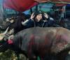 Fuji Beli Dua Hewan Kurban Sapi Seharga Rp30 Juta (FOTO:IG Fuji)