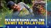 Petani RI Ramai Jual TBS Sawit ke Malaysia.(SUMBER : IDX CHANNEL)