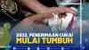 2022, Penerimaan Cukai Mulai Tumbuh,(SUMBER: IDX CHANNEL)
