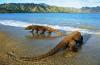 Pengunjung Taman Nasional Komodo Tak Perlu Dibatasi, Ini Alasannya (FOTO:MNC Media)