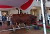 Hari Ini, Sapi Kurban Jokowi Berbobot 1,2 Ton Bakal Disembelih di Masjid Istiqlal (FOTO:Dok Ist)