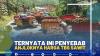 Ternyata Ini Penyebab Anjloknya Harga TBS Sawit,(SUMBER: IDX CHANNEL)
