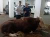 Wapres Maruf Amin Serahkan Sapi Kurban Seberat 940 Kg ke MUI