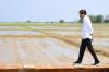 Jokowi Yakin RI Segera Swasembada Beras Setelah Tiga Tahun Tak Impor. (Foto: MNC Media)