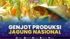 Genjot Produksi Jagung Nasional