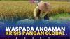 Waspada Ancaman Krisis Pangan Global.(SUMBER : IDX CHANNEL)