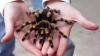 Budidaya Tarantula Bisa Datangkan Cuan, Wanita Ini Raup Puluhan Juta. (Foto: MNC Media)