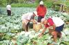 Petani Sayuran di Lembang Pusing Usai Subsidi Pupuk Dicabut (FOTO:MNC Media)