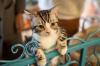 7 Ide Bisnis Khusus Pecinta Kucing, Peluang Hasilkan Keuntungan Besar. (Foto: MNC Media)