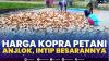 Harga Kopra Petani Anjlok, Intip Besarannya. (SUMBER : IDX CHANNEL)