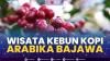 Wisata Kebun Kopi Arabika Bajawa,(Sumber: IDX CHANNEL)