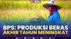 BPS: Produksi Beras Akhir Tahun Meningkat. (Sumber : IDXChannel)