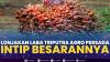 Lonjakan Laba Triputra Agro Persada, Intip Besarannya. (Sumber : IDXChannel)