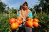 Bapanas Kerahkan Strategi Ini untuk Bantu Stabilkan Harga Bawang Merah dan Tomat. (Foto MNC Media)