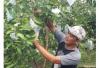 Kisah Sarjana Jadi Petani Milenial, Raih Omzet Miliaran dari Jambu Kristal. (Foto: MNC Media)