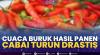 Cuaca Buruk Hasıl Panen Cabai Turun Drastis,(Sumber: IDX CHANNEL)