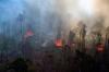 Jelang Musim Kemarau di April, BMKG: Pemda Bersiap Antisipasi Kebakaran Hutan. (Foto: MNC Media)