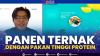 Panen Ternak Dengan Pakan Tinggi Protein. (Sumber : IDXChannel)