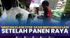 Mentan Klaim Stok akan Bertambah Lagi Setelah Panen Raya,(Sumber: IDX CHANNEL)