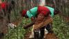 Keamanan Pangan Terancam, Imbas China-Rusia Kuasai Pasokan Pupuk Global. (Foto: World Bank)