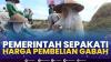 Pemerintah Sepakati Harga Pembelian Gabah,(Sumber: IDX CHANNEL)