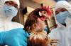 Berpotensi Menular, Pemerintah Waspadai Virus Flu Burung Baru (Foto: MNC Media)