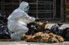 Merebak ke Banyak Negara, Indonesia Bersiap Hadapi Flu Burung
