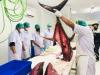 Arab Ketagihan Impor Ikan Filet dari RI. (Foto: MNC Media)